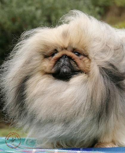 Pekingese 9Y201D-070.JPG